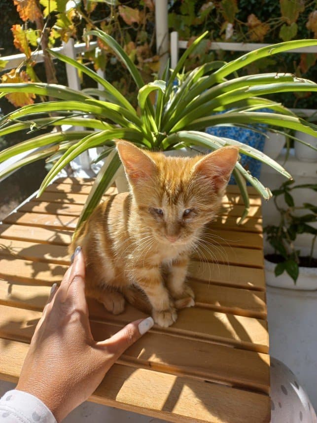 Nurşah — çalışma 3