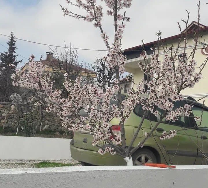 Ömer N. — çalışma 1