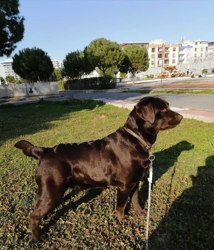 Önder A. — çalışma 5