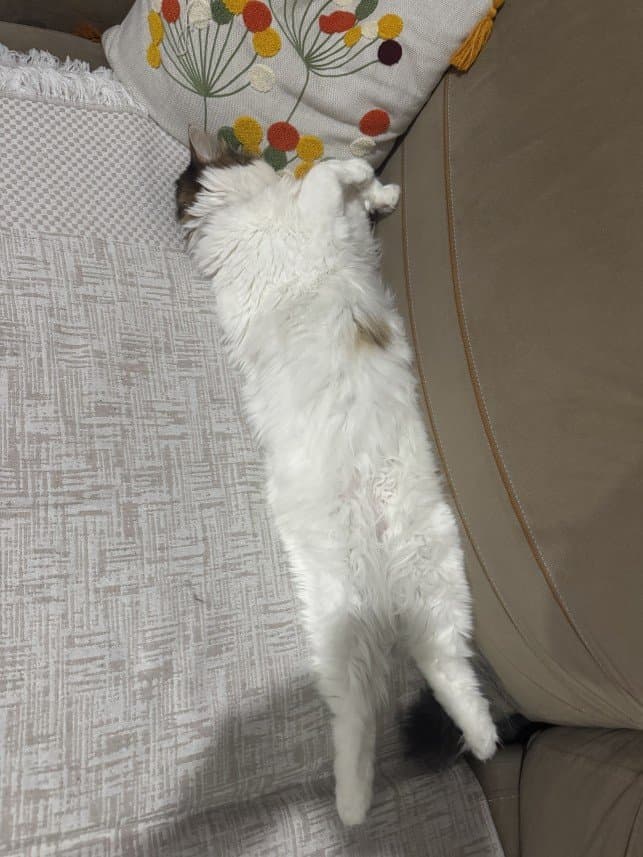 Özlem P. — çalışma 2
