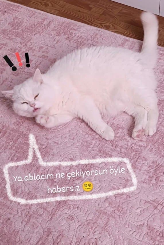 Ali K. — çalışma 4