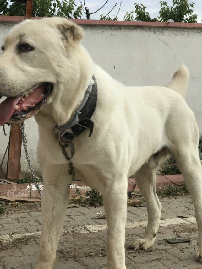 Pawland — çalışma 2