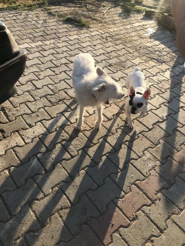 Pawland — çalışma 4