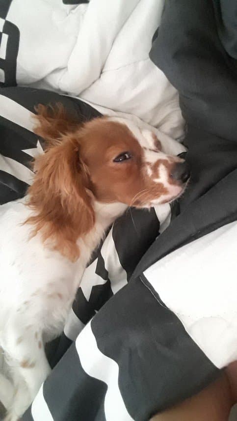 Rabia Ö. — çalışma 4