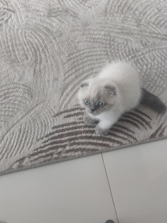 Saliha K. — çalışma 3