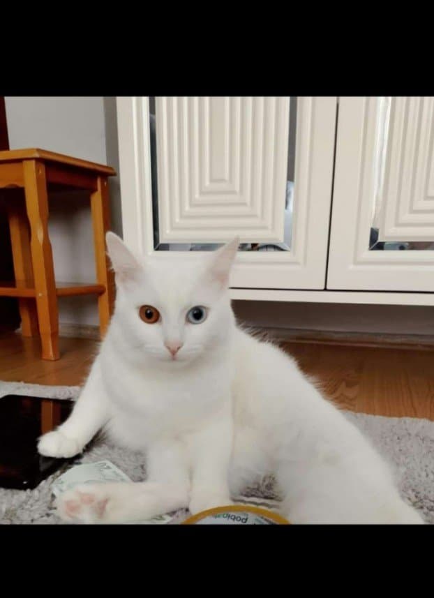 Sebos Y. — çalışma 1