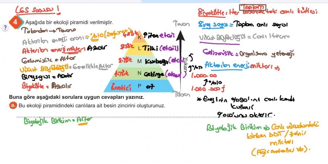 Sefa B. — çalışma 6
