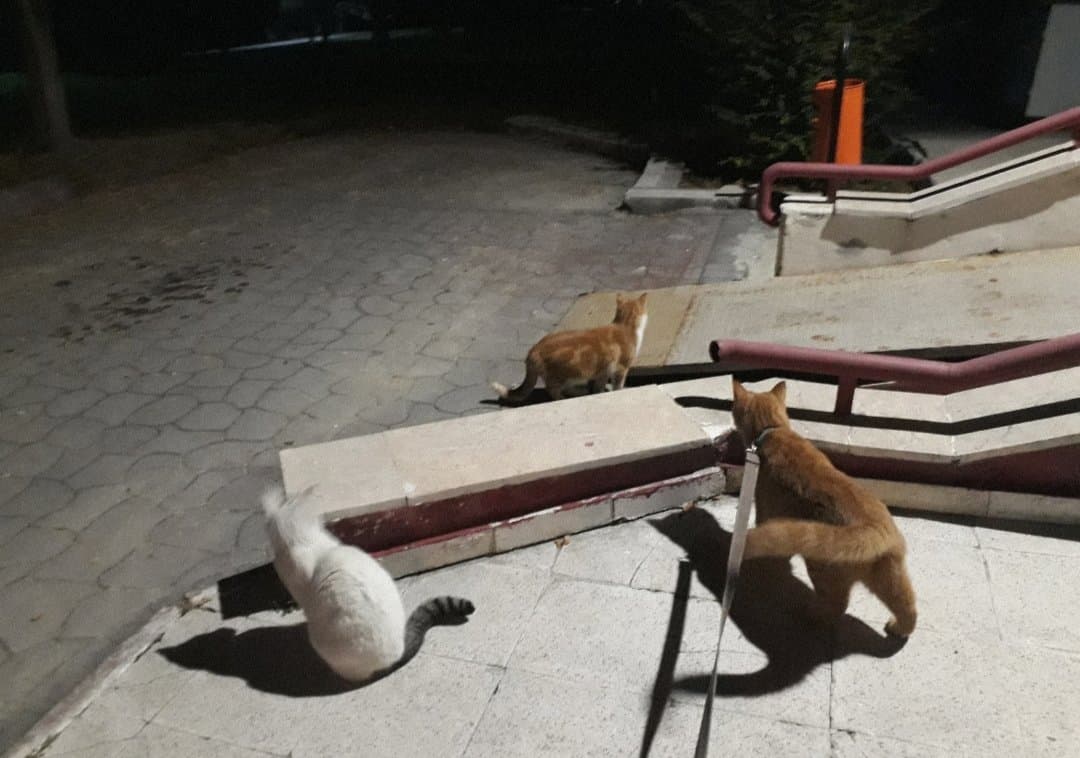 Selinay Y. — çalışma 1