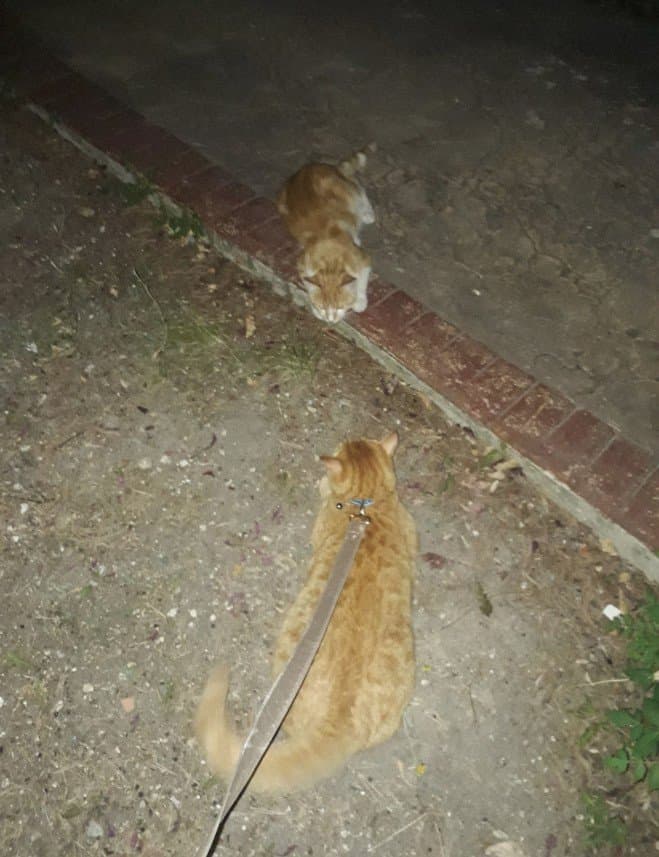 Selinay Y. — çalışma 3