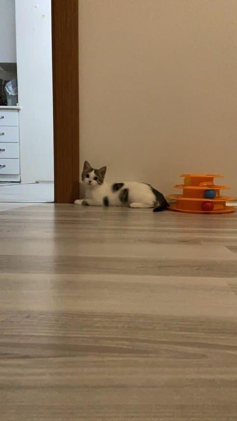 Sena Ş. — çalışma 4