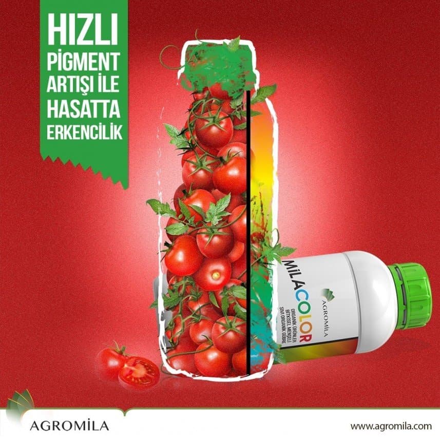 Serhan K. — çalışma 6