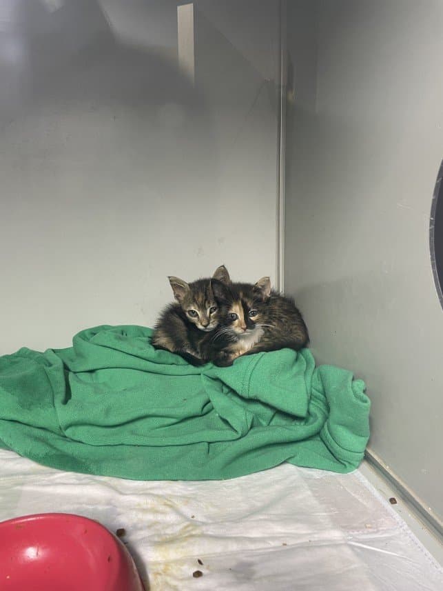 Şevval D. — çalışma 1