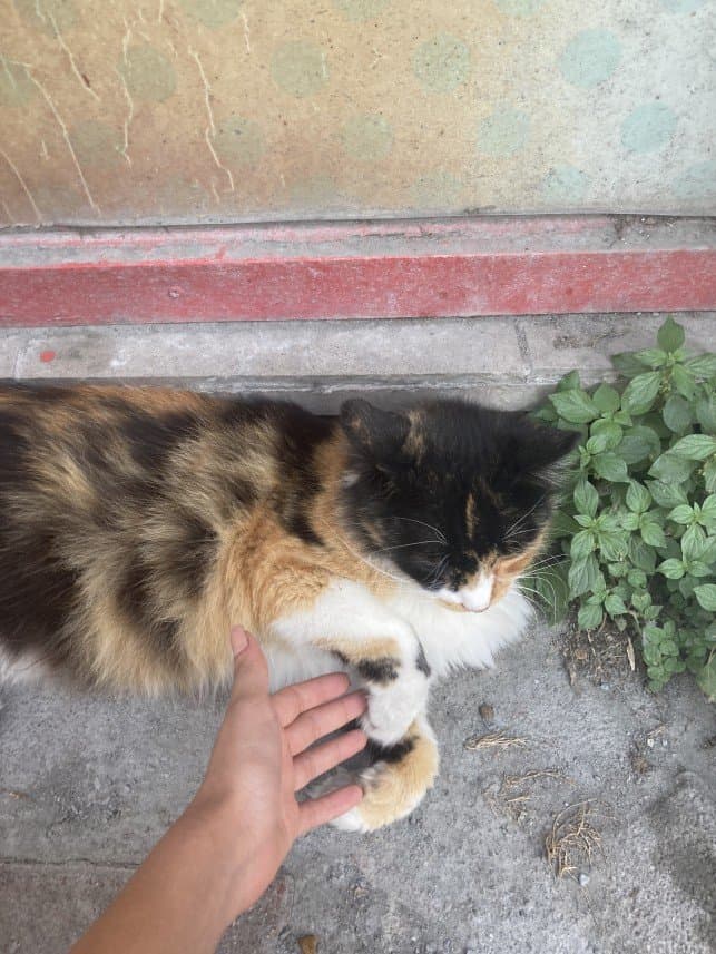 Şevval K. — çalışma 1