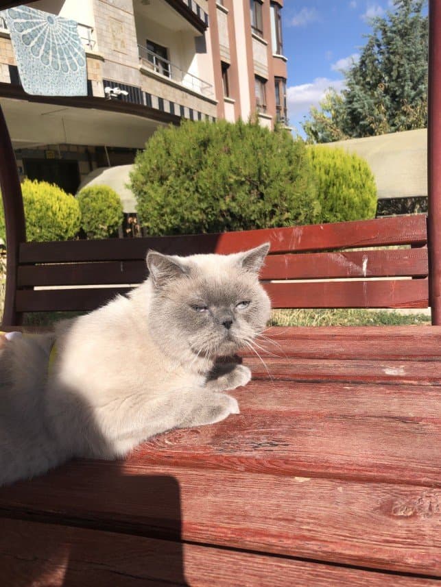 Şevval Y. — çalışma 5