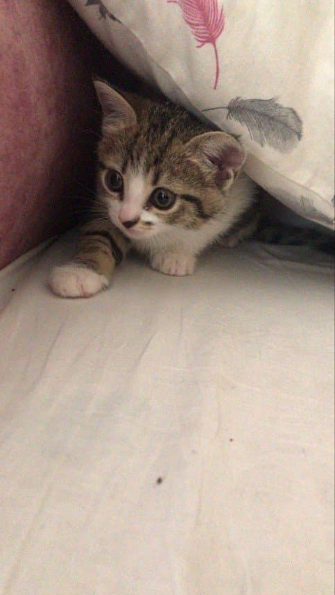 Songül K. — çalışma 3