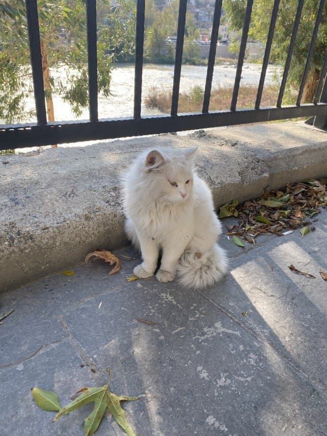Songül K. — çalışma 7