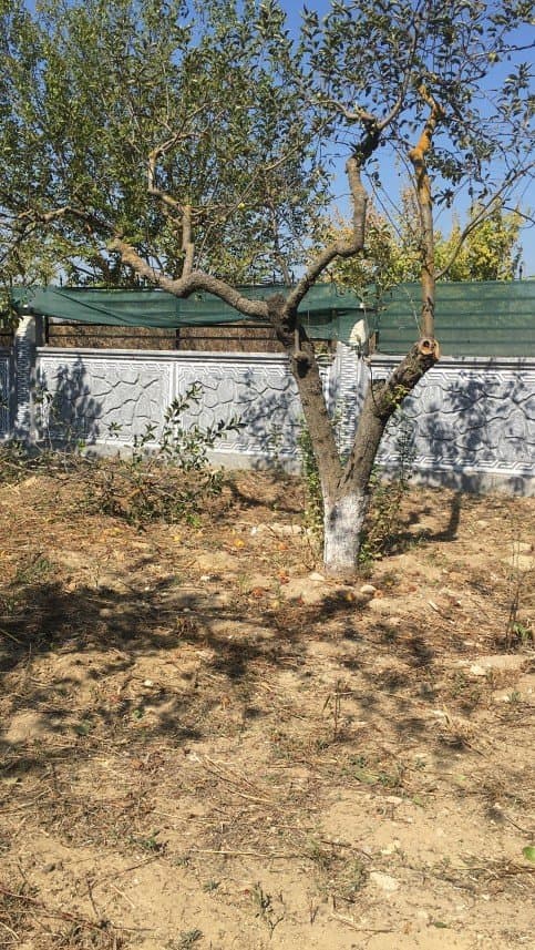 Tanju Y. — çalışma 8