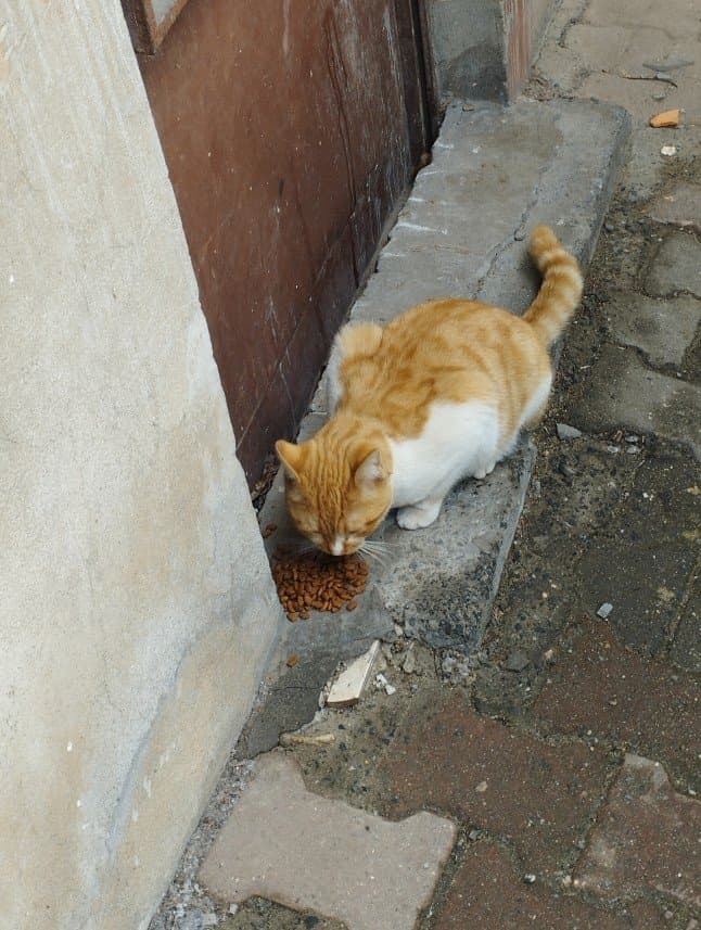 Tuğba G. — çalışma 4