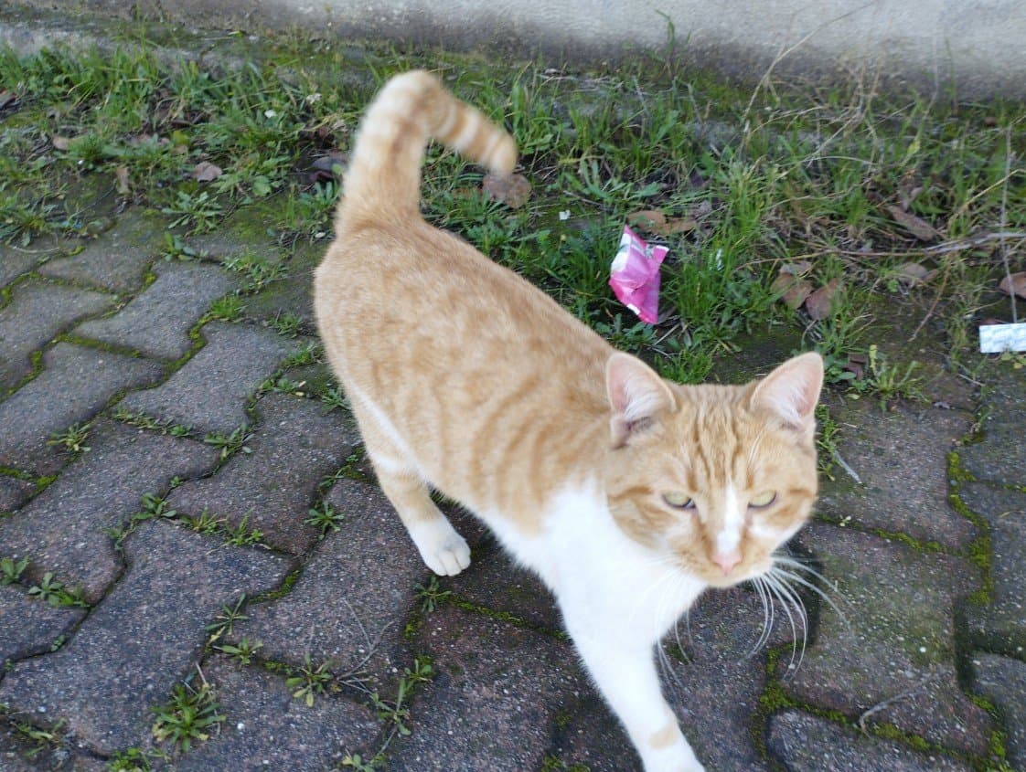 Tuğba G. — çalışma 6