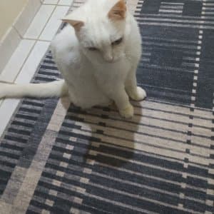 Ahu U. profil fotoğrafı