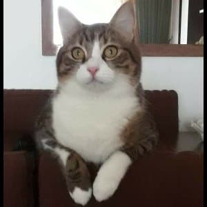 Kedi U. profil fotoğrafı