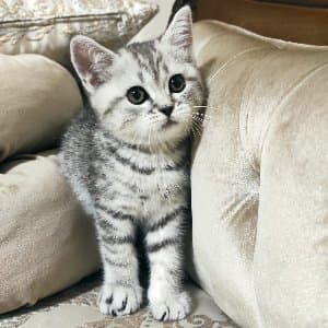 Aslıhan Ç. profil fotoğrafı