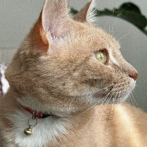Balkız K. profil fotoğrafı