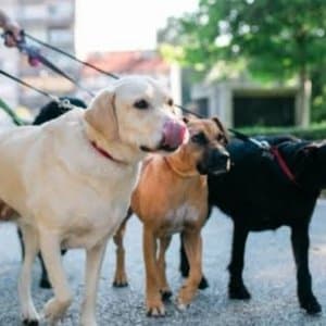 Dogco profil fotoğrafı