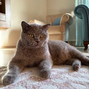 Elif İ. profil fotoğrafı