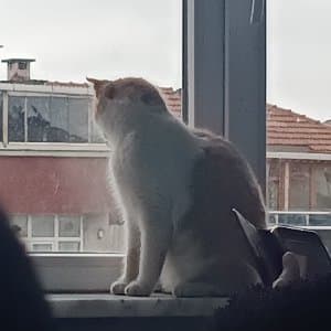 Fatma S. profil fotoğrafı