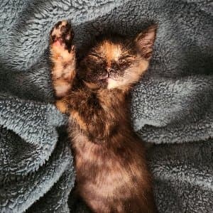 Gamze D. profil fotoğrafı