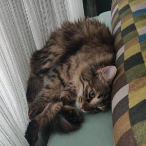 Gizem Ö. profil fotoğrafı