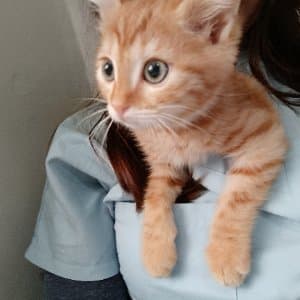 Gonca T. profil fotoğrafı
