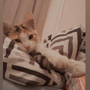Gülşen P. profil fotoğrafı