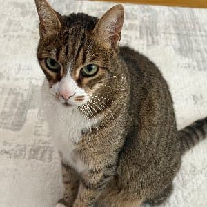 Irem S. profil fotoğrafı