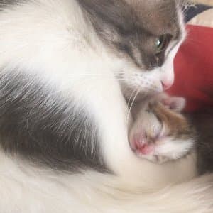 Kedi E. profil fotoğrafı