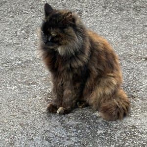 Kerime B. profil fotoğrafı