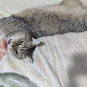 Levent H. profil fotoğrafı