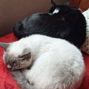 Peruzat B. profil fotoğrafı