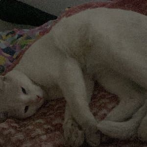 Sare Y. profil fotoğrafı