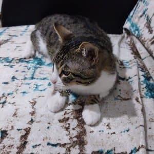 Ümmüsina B. profil fotoğrafı