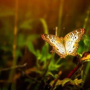 Zeynep T. profil fotoğrafı