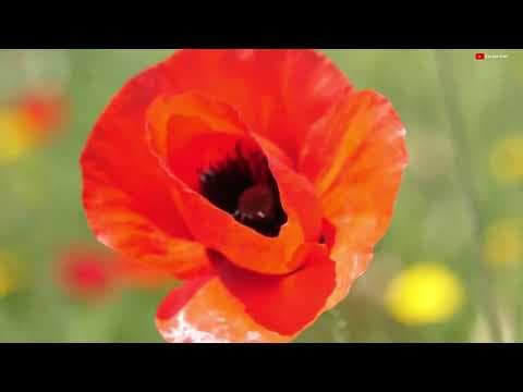 Özlem K. — video 2