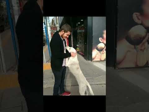 Hasan K. — video 2
