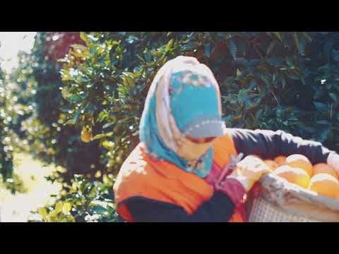 FlyTürk P. — video 3