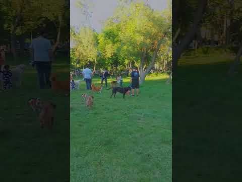 Enes A. — video 1