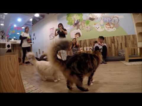 Nazlı B. — video 4