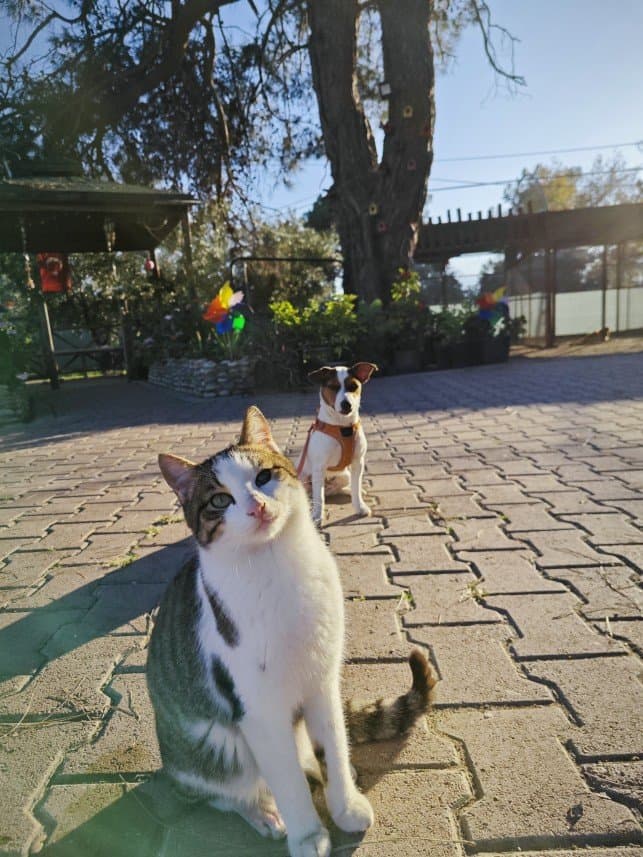 Ali B. — çalışma 7