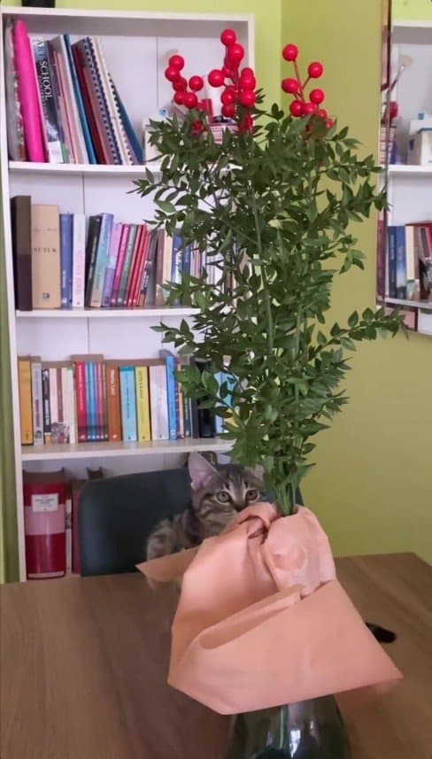 Asuman Ş. — çalışma 4