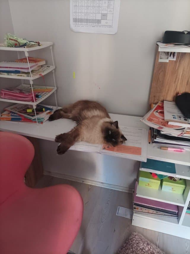 Begüm D. — çalışma 5